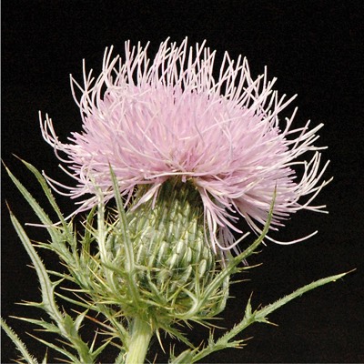 Cirsium discolor PASTURE THISTLE