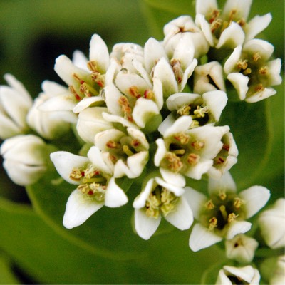 Comandra umbellata FALSE TOADFLAX