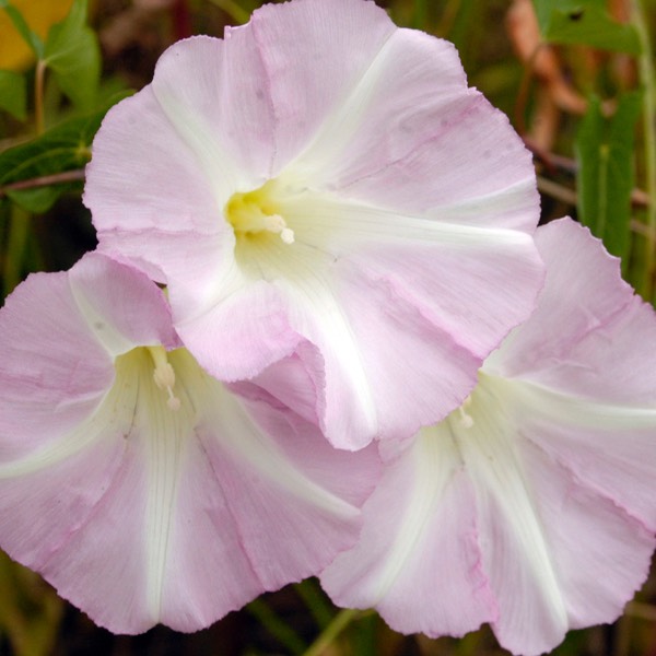 Convolvulus sepium HEDGE BINDWEED DSC4201-6