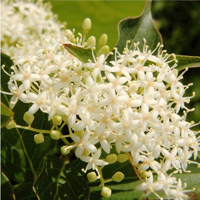 Cornus racemosa GRAY DOGWOOD