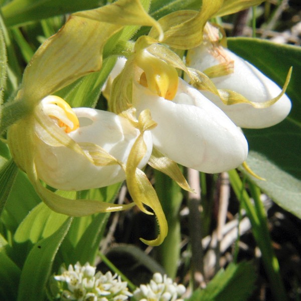 Cypripedium candidum WHITE LADY'S SLIPPER.DSC 3335-174