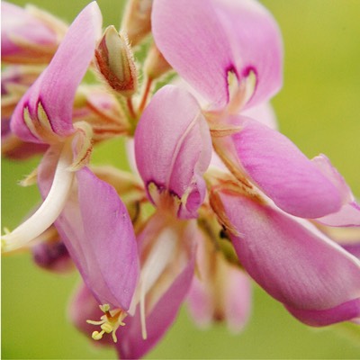 Desmodium canadense SHOWY TICK TREFOIL
