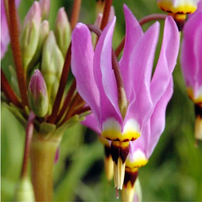 Dodecatheon meadia SHOOTING STAR