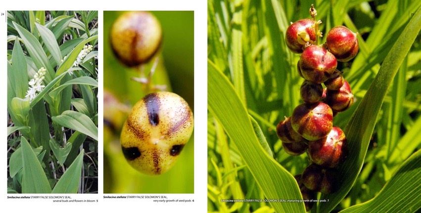 ECCENTRIC p.24.small