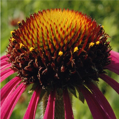 Echinacea pallida PALE PURPLE CONEFLOWER