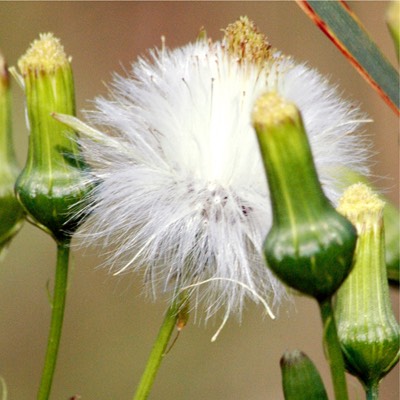 Erechtites hieracifolia FIREWOOD