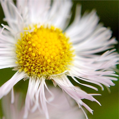 Erigeron philadelphicus PHILADELPHIA FLEABANE