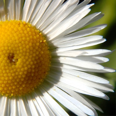 Erigeron strigosus DAISY FLEABANE