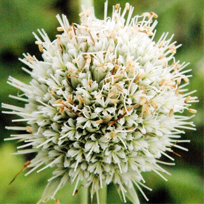 Eryngium yuccifolium RATTLESNAKE MASTER