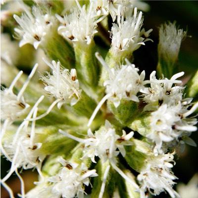 Eupatorium altissimum TALL BONESET
