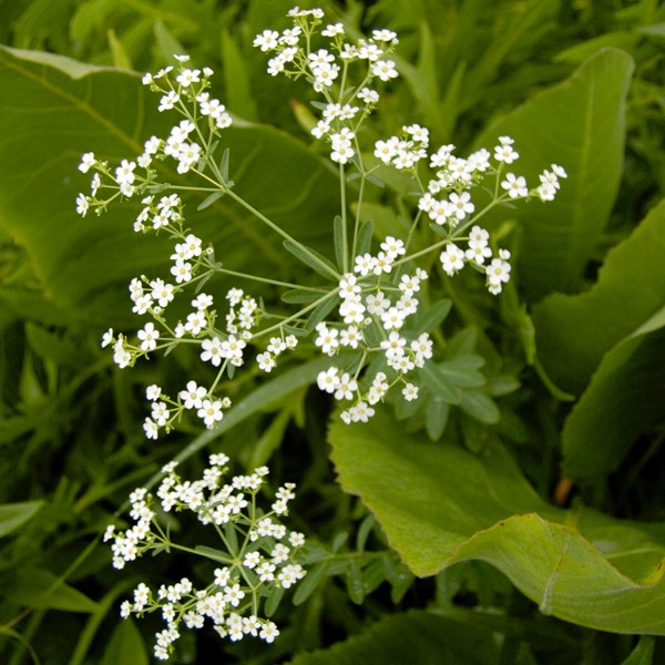 Euphorbia corollata FLOWERING SPURGE DSC4325-18