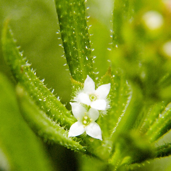 Galium aparine ANNUAL BEDSTRAW DSC8424-15