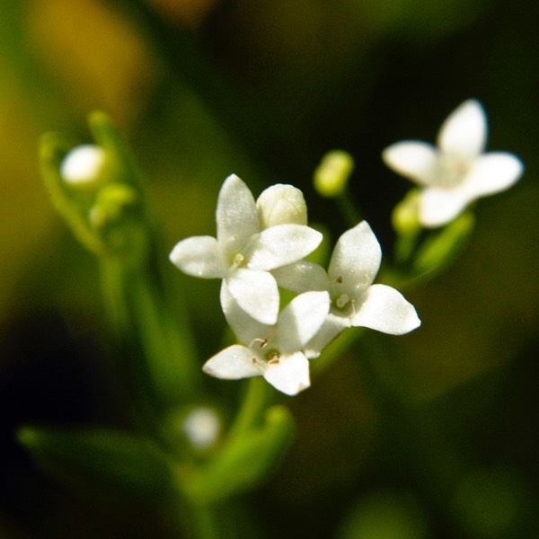 Galium obtusum  WILD MADDER DSC8716-24