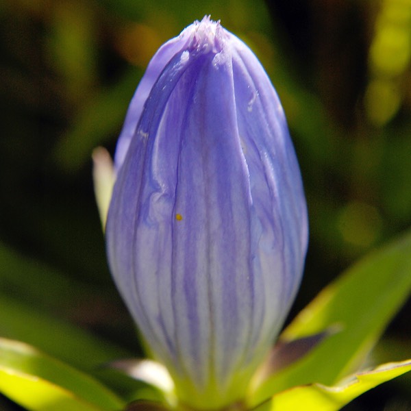 Gentiana andrewsii BOTTLE GENTIAN DSC0654.213