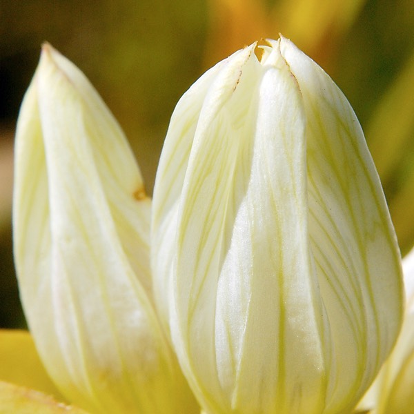 Gentiana flavida YELLOWISH GENTIAN DSC2408