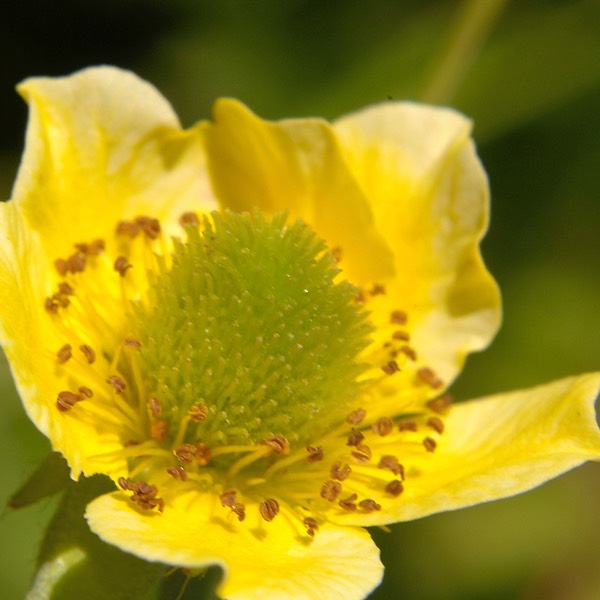 Geum alleppicum strictum YELLOW AVENS DSC0580-26