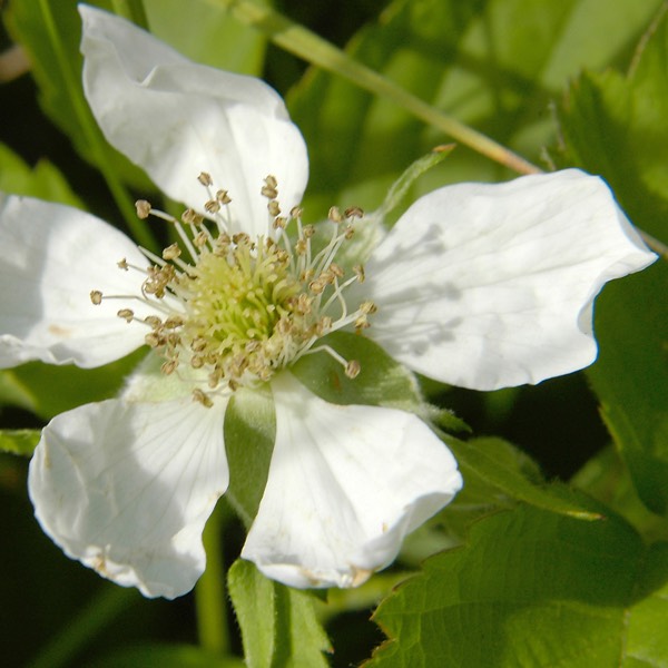 Geum canadense WOOD AVENS DSC9293-9
