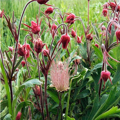 Geum triflorum PRAIRIE SMOKE