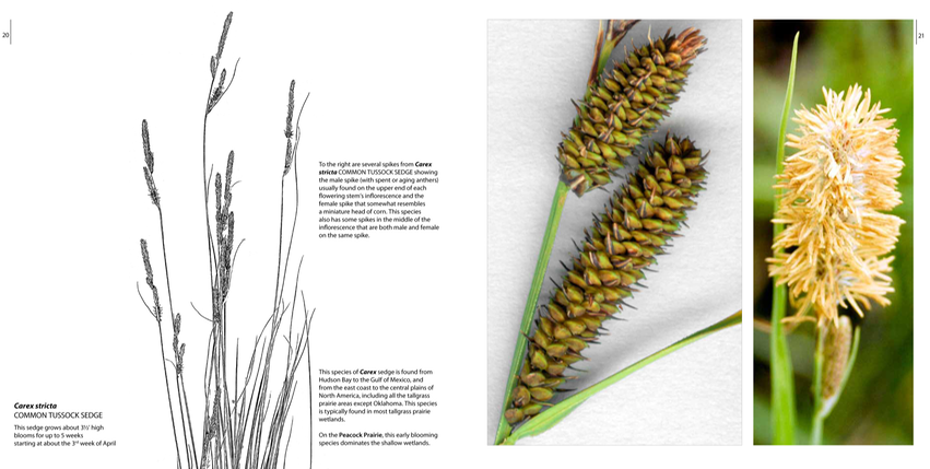 GRACEFUL p.20.smallest