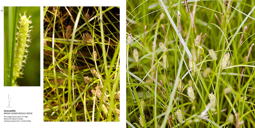 GRACEFUL p.52.smallest