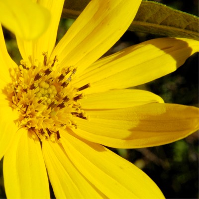 Helianthus grosseserratus SAWTOOTH SUNFLOWER