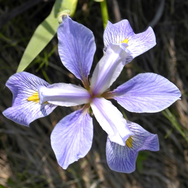 Iris virginica shrevei BLUE FLAG DSC8212-5