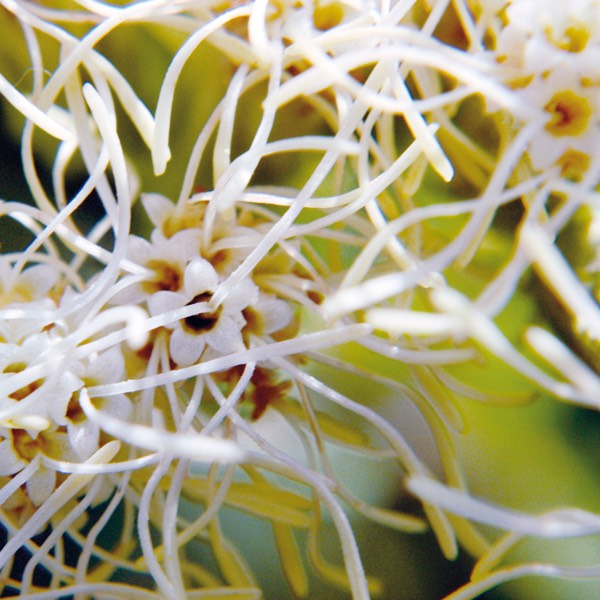 Kuhnia eupatorioides corymbulosa FALSE BONESET DSC9453-7-1
