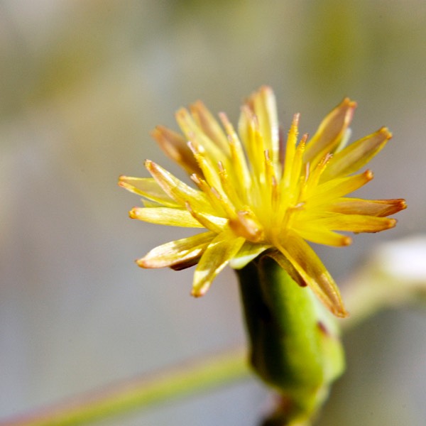 Lactuca canadensis WILD LETTUCE DSC2935-12
