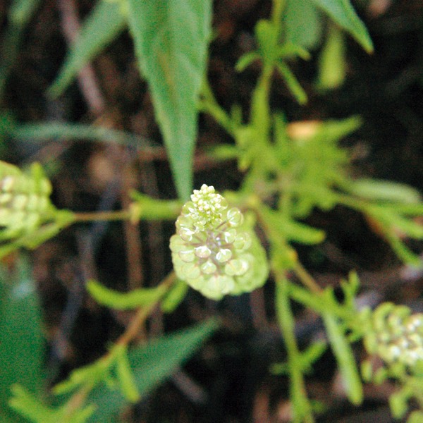 Lepidium virginicum COMMON PEPPERCRESS.DSC 9631.256-16
