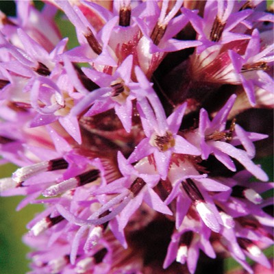 Liatris pycnostachya PRAIRIE BLAZING STAR