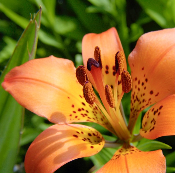 Lilium philadelphicum andinum PRAIRIE LILY DSC0235-9