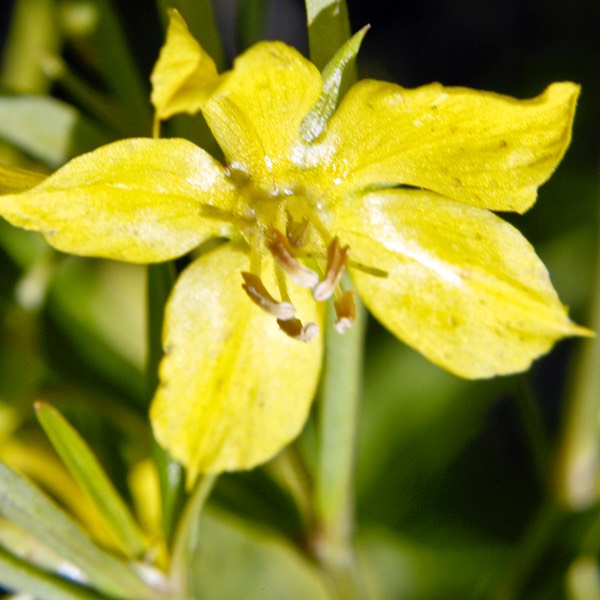 Lysimachia quadriflora NARROW-LEAVED LOOSESTRIFE DSC0708-4