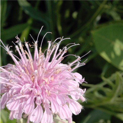 Monarda fistulosa WILD BERGAMOT