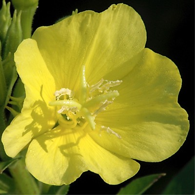 Oenothera biennis COMMON EVENING PRIMROSE