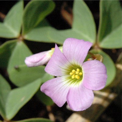 Oxalis viloacea VIOLET WOOD SORREL