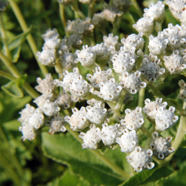 Parthenium integrifolium WILD QUININE.DSC 4156.193
