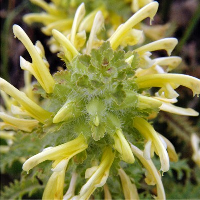 Pedicularis canadensis WOOD BETONY