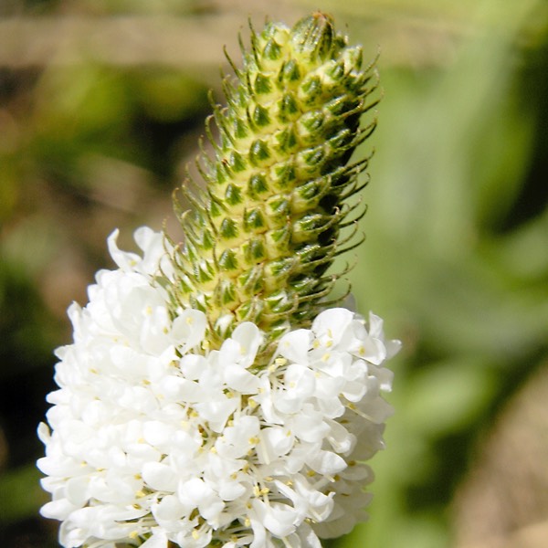 Petalostemum candidum WHITE PRAIRIE CLOVER DSC4295-22