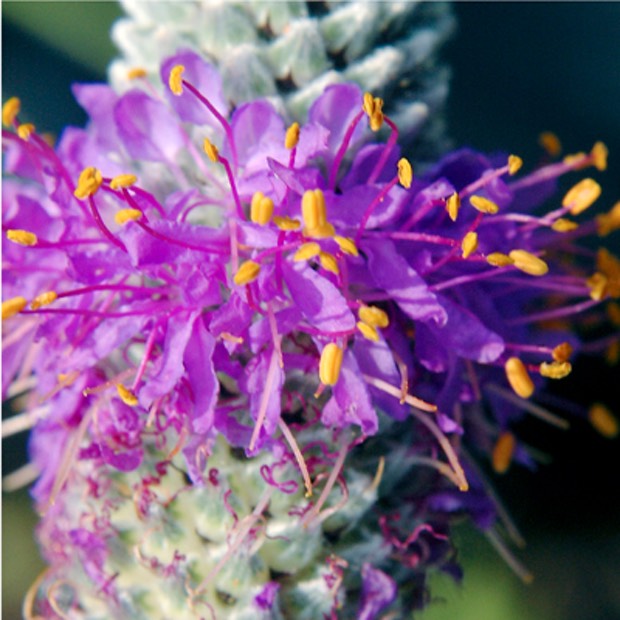 Petalostemum purpureum PURPLE PRAIRIE CLOVER