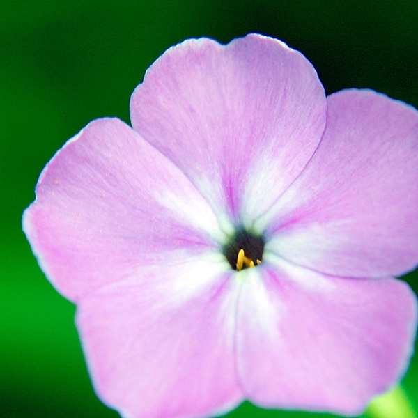 Phlox glaberrima interior MARSH PHLOX DSC4342-35