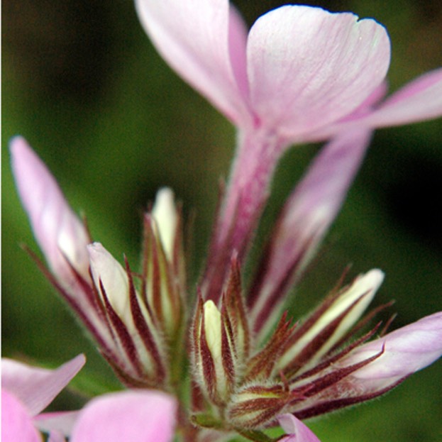 Phlox pilosa fulgida PRAIRIE PHLOX