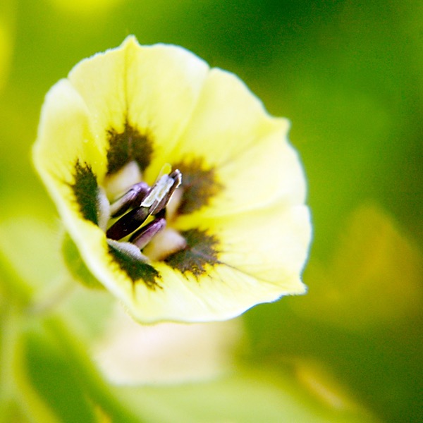 Physalis subglabrata TALL GROUND CHERRY DSC1765-11