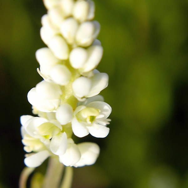 Polygala senega SENECA SNAKEROOT.081-22