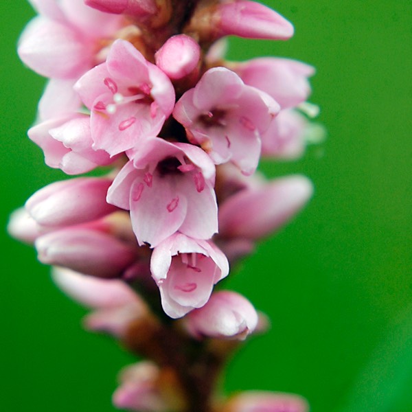 Polygonum amphibium stipulaceum WATER KNOTWEED DSC4271