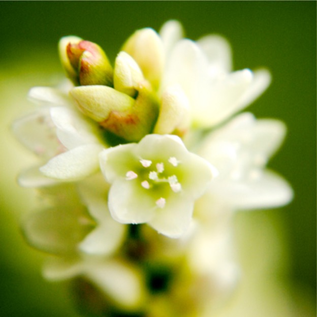 Polygonum pensylvanicum PINKWEED