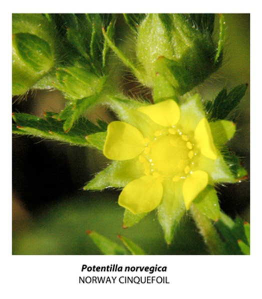 poster species close-up