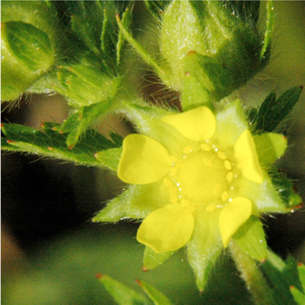 Potentilla norvegica NORWAY CINQUEFOIL