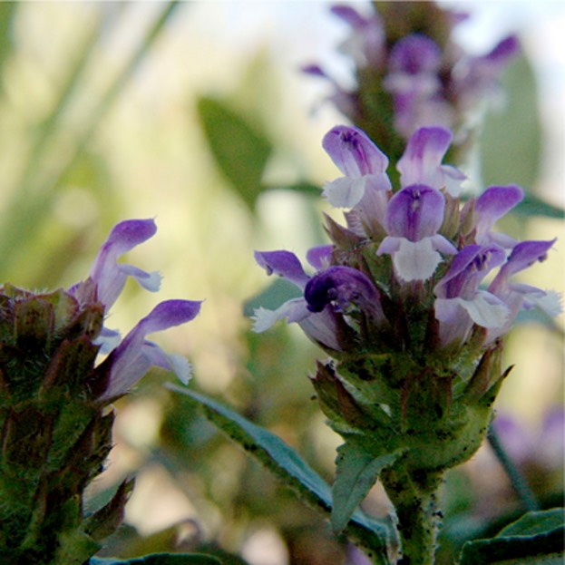 Prunella vulgaris lanceolata SELFHEAL