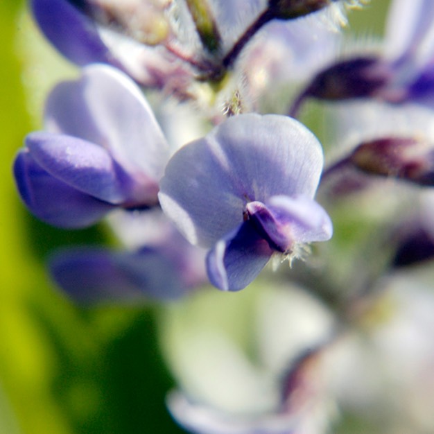 Psoralea tenuiflora SCURFY PEA DSC1569 orig