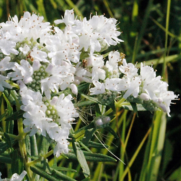 Pycnanthemum virginianum COMMON MOUNTAIN MINT